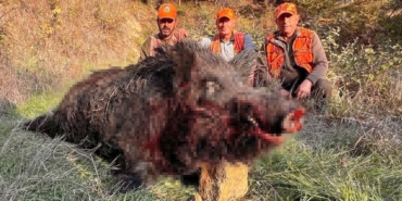 Tekirdağ’da avcılar bile şaşırdı: 300 kiloluk yaban domuzu avlandı