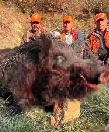 Tekirdağ’da avcılar bile şaşırdı: 300 kiloluk yaban domuzu avlandı