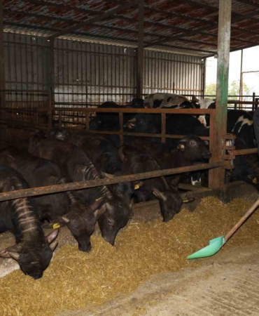 Kocaeli’de manda sayısı artıyor