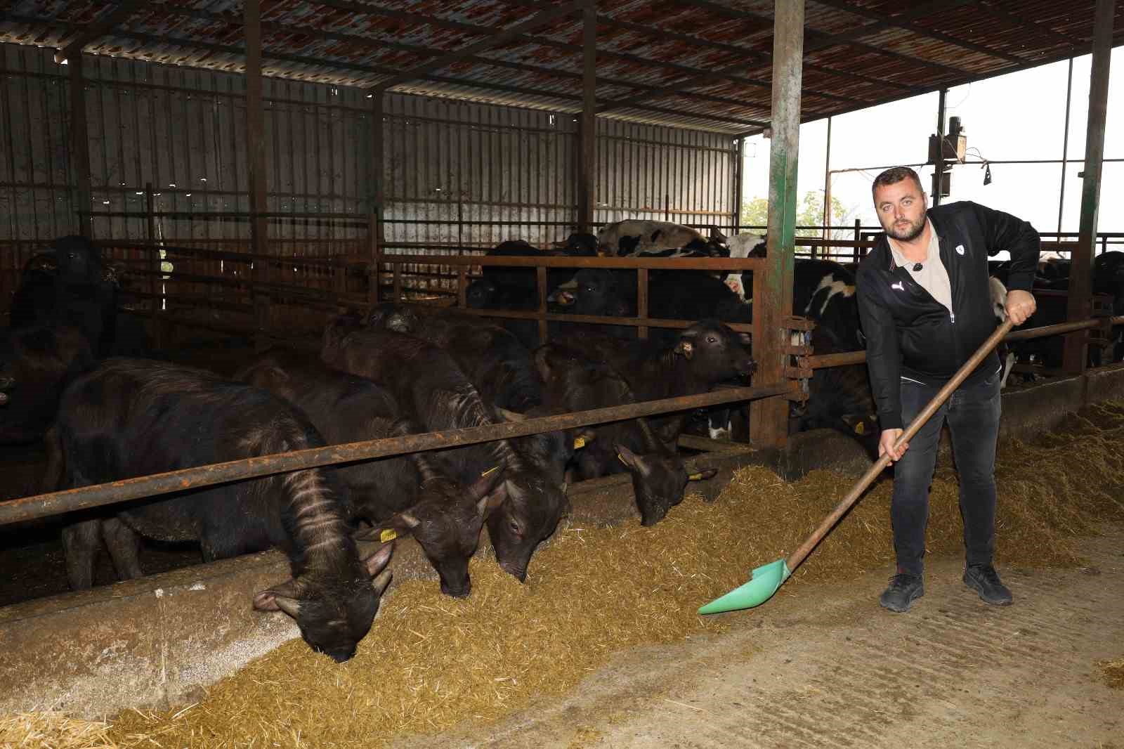 Kocaeli’de manda sayısı artıyor