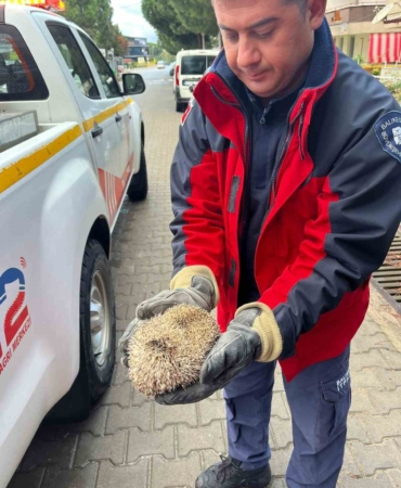 Burhaniye’de mazgala sıkışan kirpiyi itfaiye kurtardı