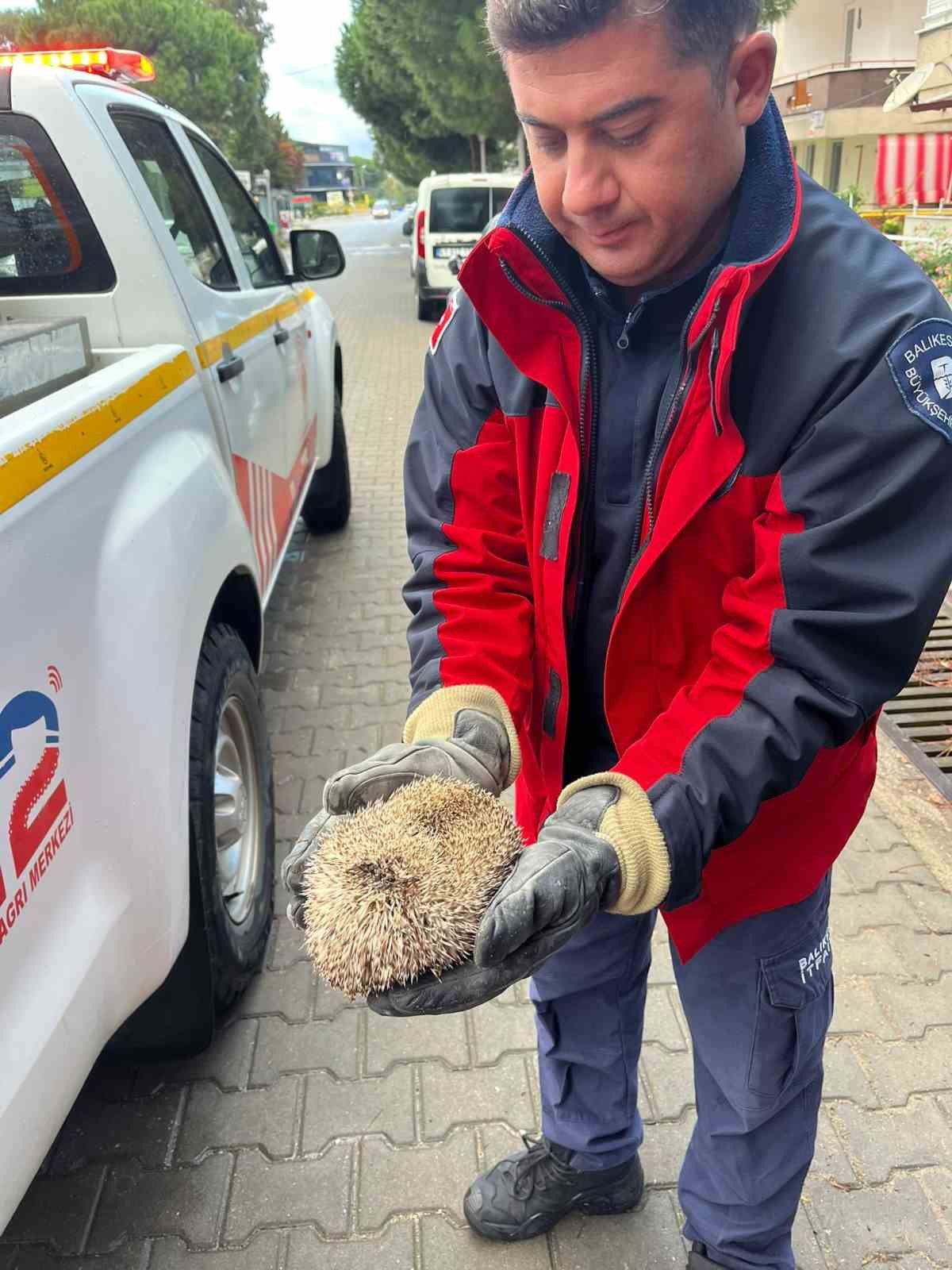 Burhaniye’de mazgala sıkışan kirpiyi itfaiye kurtardı