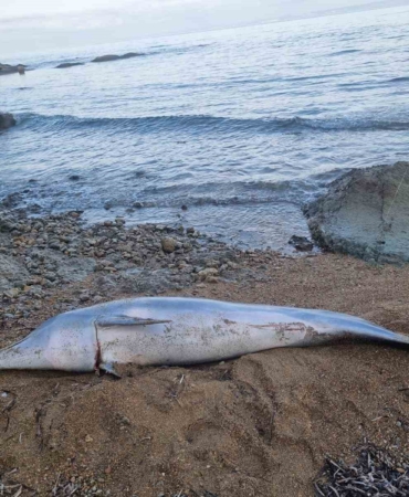 Çanakkale’de ölü yunus balığı sahile vurdu