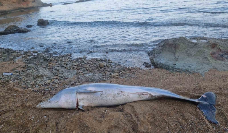 Çanakkale’de ölü yunus balığı sahile vurdu