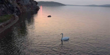 Ayvalık’ta sevimli kuğu Paşa Limanı’nın simgesi oldu