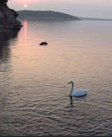 Ayvalık’ta sevimli kuğu Paşa Limanı’nın simgesi oldu