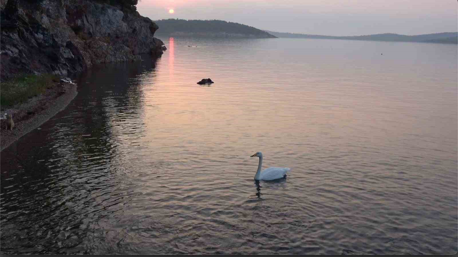 Ayvalık’ta sevimli kuğu Paşa Limanı’nın simgesi oldu