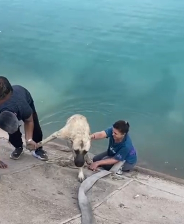 İki çocuklu kahraman anne Fırat’a düşen kangalı böyle kurtardı