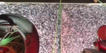 Marmara’da bereketli av: Bin kasa hamsi, bin kasa sardalya avlandı