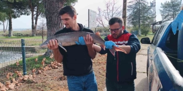 Balıkçının ağlarına takılan Mersin balığı koruma altına alındı