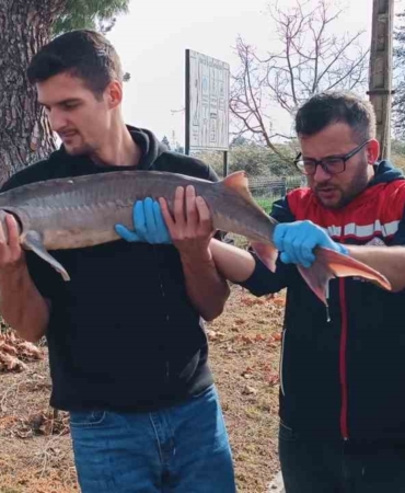 Balıkçının ağlarına takılan Mersin balığı koruma altına alındı