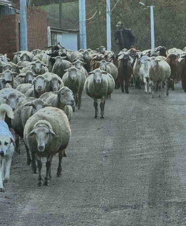 Aylık 50 bin liraya çoban bulamıyorlar