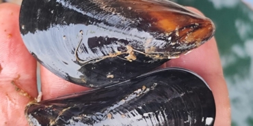 İstanbul’daki gıda zehirlenmesi ve kaçak midye gerçeği