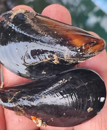 İstanbul’daki gıda zehirlenmesi ve kaçak midye gerçeği