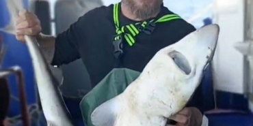 Ağa takılan köpekbalığı denize bırakıldı