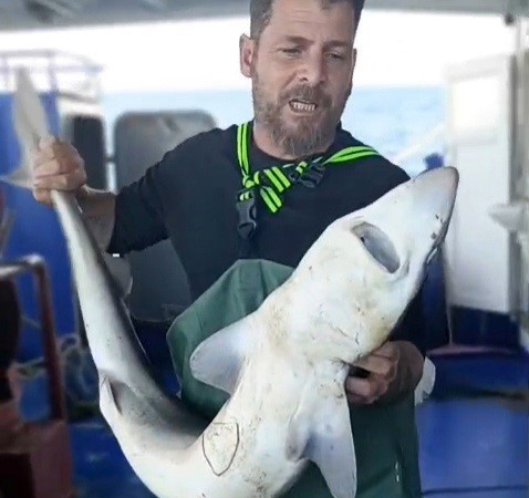 Ağa takılan köpekbalığı denize bırakıldı