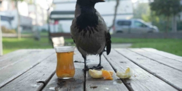 Bu karga çay içip Rize helvası yiyor: Organik gıdaları seviyor