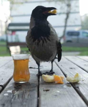 Bu karga çay içip Rize helvası yiyor: Organik gıdaları seviyor
