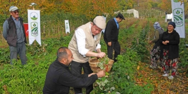 Osmangazi’de Üzümsü Meyvelerde Organik Tarım Seferberliği