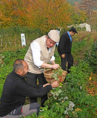 Osmangazi’de Üzümsü Meyvelerde Organik Tarım Seferberliği