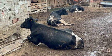 "8 buzağımızı şapa verdik"