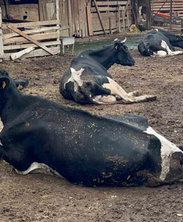 "8 buzağımızı şapa verdik"