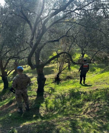 Edremit’te zeytin hırsızlığına karşı komandolar sahada