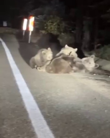 Uludağ’da vahşi doğanın en tatlı anı... Anne ayı yavrularını emzirirken görüntülendi