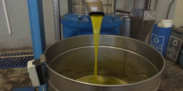 Burhaniye’de zeytinde rekolte düşük, ancak yağda kalite yüksek