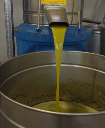 Burhaniye’de zeytinde rekolte düşük, ancak yağda kalite yüksek