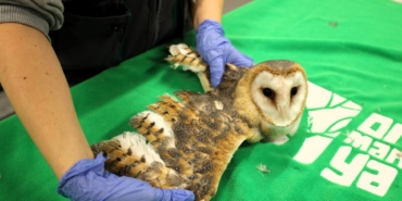 Doğanın şifası Ormanya’da: "Bu merkez yaban hayvanlarına umut oluyor"