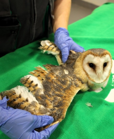 Doğanın şifası Ormanya’da: "Bu merkez yaban hayvanlarına umut oluyor"