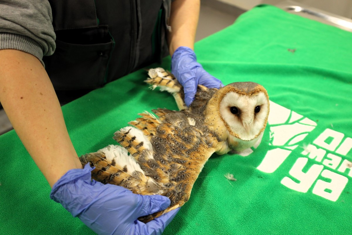 Doğanın şifası Ormanya’da: "Bu merkez yaban hayvanlarına umut oluyor"