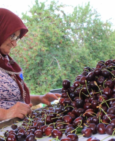 Dondurulmuş kirazda da dünya lideriyiz