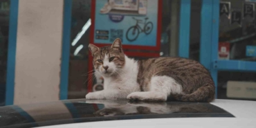 Sokak kedilerinin market mesaisi