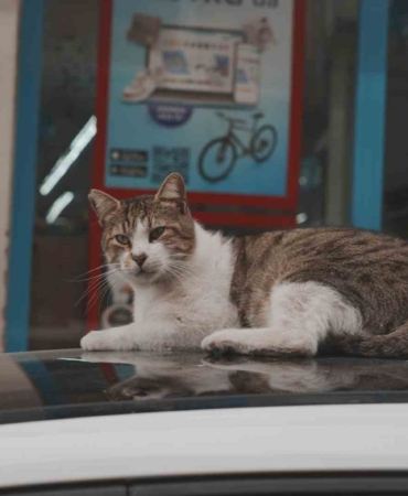 Sokak kedilerinin market mesaisi