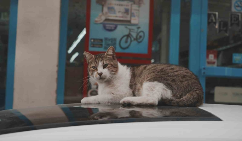 Sokak kedilerinin market mesaisi