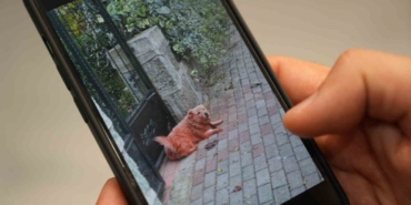 Boyalı köpekler merak uyandırdı