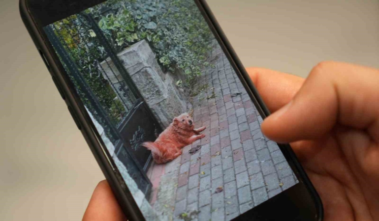 Boyalı köpekler merak uyandırdı