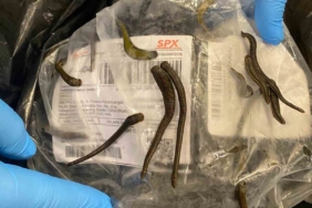 İstanbul Havalimanı’nda 5 bin adet tıbbi sülük ele geçirildi