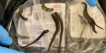 İstanbul Havalimanı’nda 5 bin adet tıbbi sülük ele geçirildi