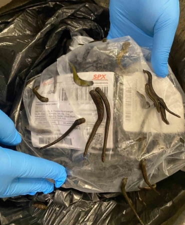 İstanbul Havalimanı’nda 5 bin adet tıbbi sülük ele geçirildi