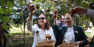 Yalova’nın coğrafi işaretli meyvesi kivide hasat sevinci