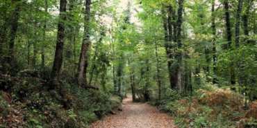 Ormanya sonbahar renkleriyle ziyaretçilerini ağırlıyor