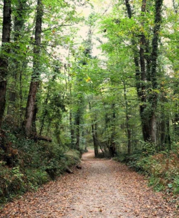 Ormanya sonbahar renkleriyle ziyaretçilerini ağırlıyor