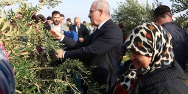 Çanakkale’de protokol ile zeytin hasadı