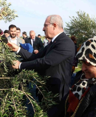 Çanakkale’de protokol ile zeytin hasadı