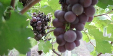 Zirai dondan etkilenerek verimi yüzde 80 düşen üzüm, çiftçinin hayal kırıklığı oldu