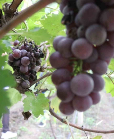Zirai dondan etkilenerek verimi yüzde 80 düşen üzüm, çiftçinin hayal kırıklığı oldu