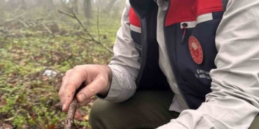 Çanakkale’de hububat zararlısı süneye geçit yok